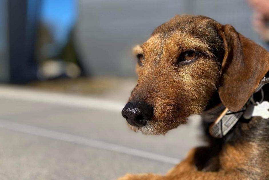 Alerta desaparecimento Cão cruzamento  Fêmea , 7 anos Stotzheim France